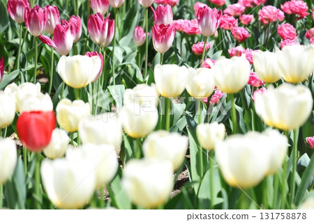  Colorful tulips 131758878