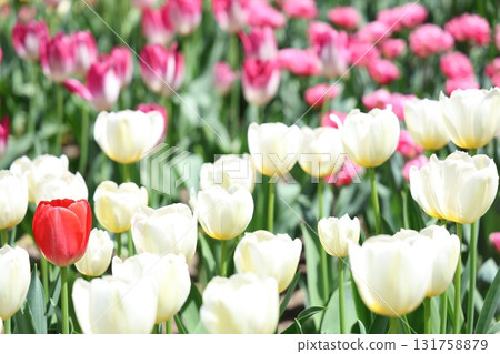  多彩鬱金香 131758879