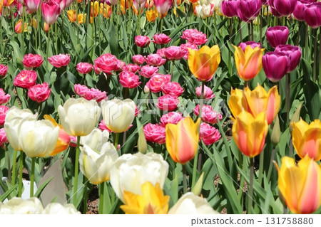 多彩鬱金香 多彩鬱金香 131758880