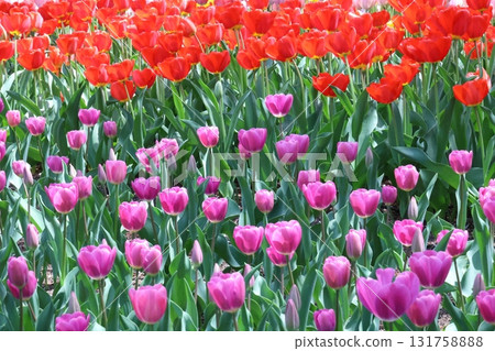 燦爛的鬱金香 燦爛的鬱金香 131758888