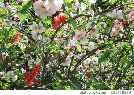 Gorgeous flowers Gorgeous flowers 131758889