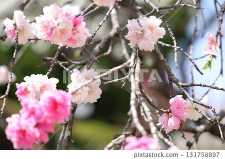 明亮的桃花 131758897