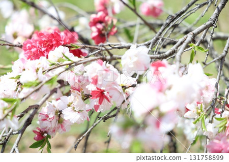 明亮的桃花 131758899