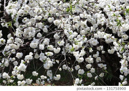 盛開的白花 131758900