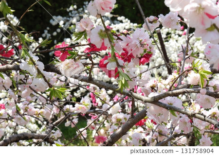 Peach blossoms in full bloom 131758904