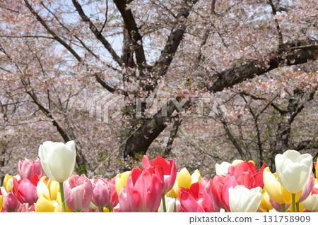 春天櫻花樹下盛開的鬱金香 131758909