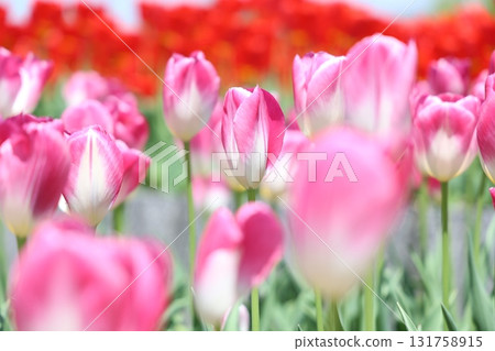 Beautiful tulip flower Beautiful tulip flower 131758915