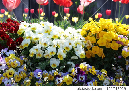 Colorful pansies and tulips 131758929