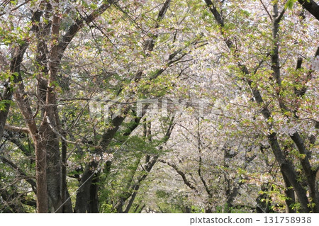 Scenery with cherry blossoms 131758938
