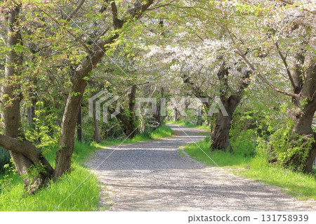 A road paved with cherry blossom petals 131758939