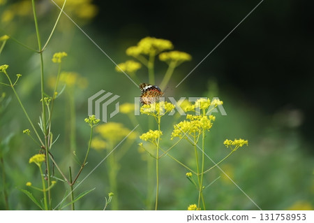 Zuma giuna Zuma giuna 131758953