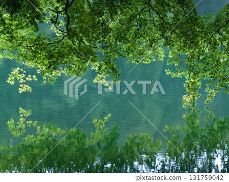 The green of maples reflected on the lake surface 131759042