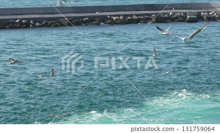 Seagulls Feeding Ocean Breakwater Coastal Birds Foraging 131759064