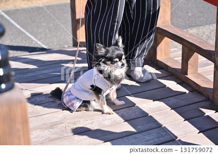 A woman walking around a tourist spot with her dog, a long-haired Chihuahua A woman walking around a tourist spot with her dog, a long-haired Chihuahua 131759072