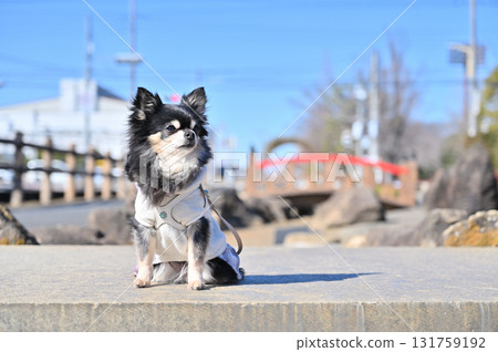 A cute Chihuahua posing with a Japanese-style bridge on his bag 131759192
