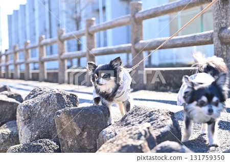 Two Chihuahuas walking together Two Chihuahuas walking together 131759350