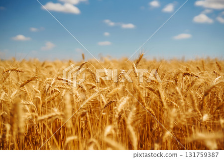 Ripening golden wheat in sunlight with blue cloudy sky. Rich harvest. Agricultural farm. Ripening golden wheat in sunlight with blue cloudy sky. Rich harvest. Agricultural farm. 131759387