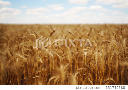 Ripening golden wheat in sunlight with blue cloudy sky. Rich harvest. Agricultural farm. Ripening golden wheat in sunlight with blue cloudy sky. Rich harvest. Agricultural farm. 131759388