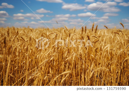 Ripening golden wheat in sunlight with blue cloudy sky. Rich harvest. Agricultural farm. 131759390