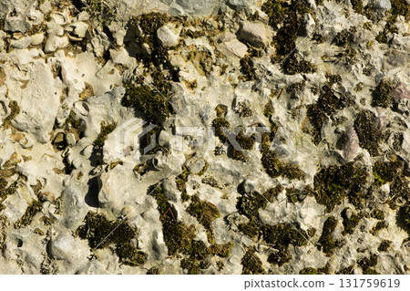 Abstract Stone Background With Moss. Abstract Stone Background With Moss. 131759619