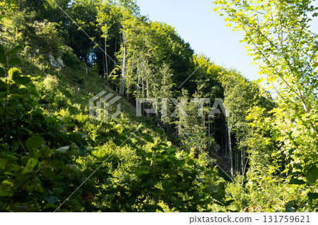 Magnificent coniferous forest in the rays of light in summer 131759621