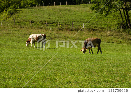Brown and White Cows Grazing in Idyllic Countryside Landscape 131759626