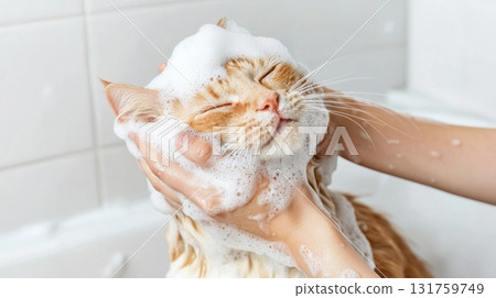 Veterinary professional cleaning ginger cat's head with soap, providing gentle care and maintaining feline hygiene during careful bathing session Veterinary professional cleaning ginger cat's head with soap, providing gentle care and maintaining feline hygiene during careful bathing session 131759749