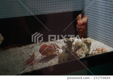 A small underwater world filled with crabs walking on the sandy bottom and colorful corals 131759884