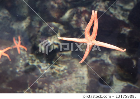 兩隻海星裝飾著珊瑚礁和寧靜的水下場景 131759885