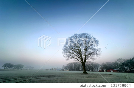 The Lonely Tree Standing Alone on a Frosty Morning in the Peaceful Countryside Landscape 131759964