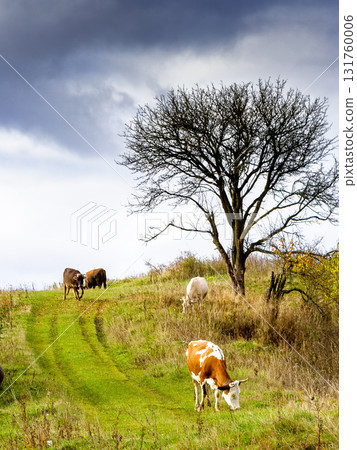 cows grazing on rural field near the tree with no foliage whatsoever. grass fed cattle on the steep hill. dramatic autumnal weather in countryside of ukraine cows grazing on rural field near the tree with no foliage whatsoever. grass fed cattle on the steep hill. dramatic autumnal weather in countryside of ukraine 131760006