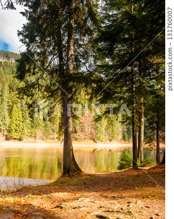lake in carpathian mountains on a sunny autumn day. scenic view with coniferous forest reflection on the clear water. amazing cloudscape. beautiful landscape of synevyr national park of ukraine lake in carpathian mountains on a sunny autumn day. scenic view with coniferous forest reflection on the clear water. amazing cloudscape. beautiful landscape of synevyr national park of ukraine 131760007