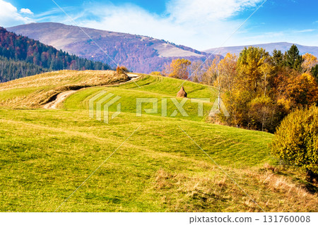 autumnal countryside of carpathian mountains. beautiful landscape of ukraine in morning light. scenery with trees in colorful foliage and meadows on rolling hills. wonderful place for photography 131760008
