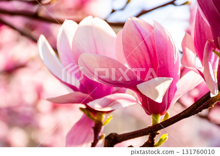 magnolia tree blooming in springtime. beautiful pink flowers of soulangeana bathing in sunlight. warm april weather magnolia tree blooming in springtime. beautiful pink flowers of soulangeana bathing in sunlight. warm april weather 131760010