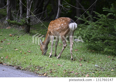 Wild deer (Oku-Nikko, Tochigi Prefecture) 131760147