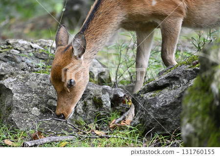 野鹿（栃木縣歐日光市） 131760155
