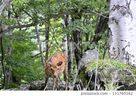 Wild deer (Oku-Nikko, Tochigi Prefecture) 131760162
