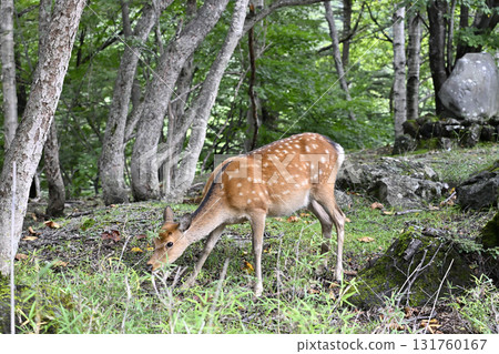 野鹿（栃木縣歐日光市） 131760167
