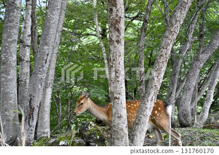 Wild deer (Oku-Nikko, Tochigi Prefecture) 131760170