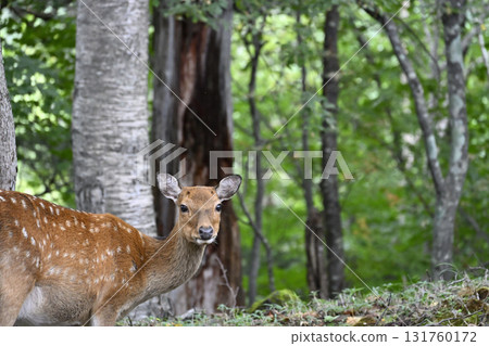 Wild deer (Oku-Nikko, Tochigi Prefecture) Wild deer (Oku-Nikko, Tochigi Prefecture) 131760172