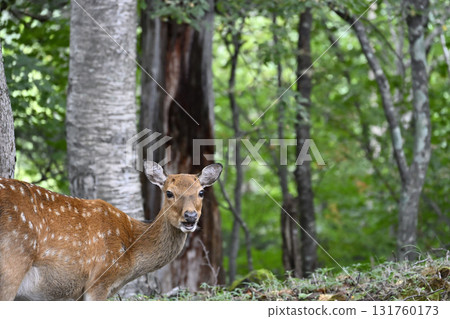 Wild deer (Oku-Nikko, Tochigi Prefecture) Wild deer (Oku-Nikko, Tochigi Prefecture) 131760173