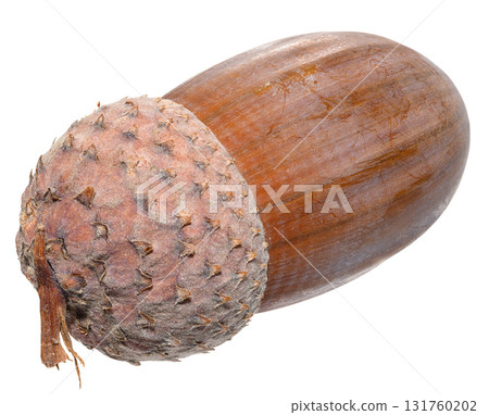 Ripe brown acorn with its characteristic cupule and small stalk. The acorn has a smooth, shiny surface, isolated background 131760202