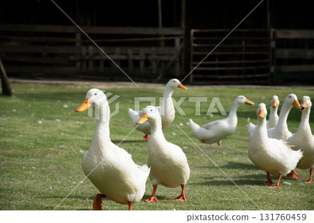 A flock of white ducks walks on a green lawn. A flock of white ducks walks on a green lawn. 131760459
