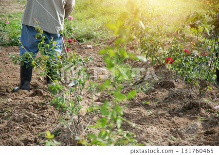 Gardeners preparing an area for flower beds in the garden 131760465