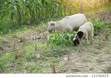 A flock of sheep is grazing in a meadow. A flock of sheep is grazing in a meadow. 131760474