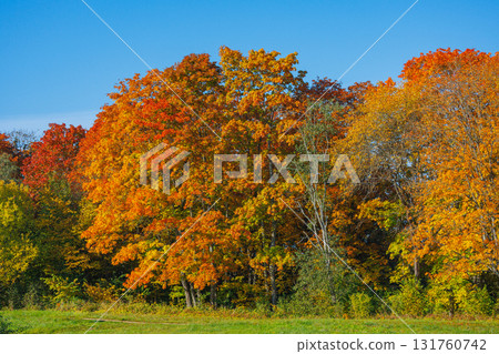 Autumn forest with vibrant red and yellow leaves Autumn forest with vibrant red and yellow leaves 131760742