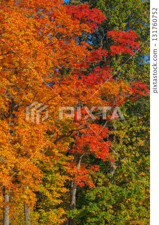 Autumn forest with vibrant red and yellow leaves Autumn forest with vibrant red and yellow leaves 131760752