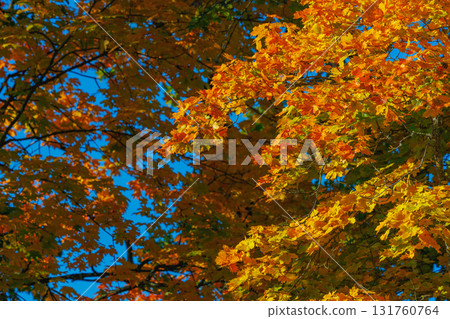 Autumn forest with vibrant red and yellow leaves 131760764