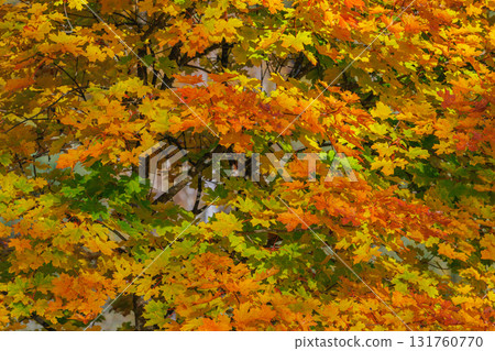 Autumn forest with vibrant red and yellow leaves Autumn forest with vibrant red and yellow leaves 131760770
