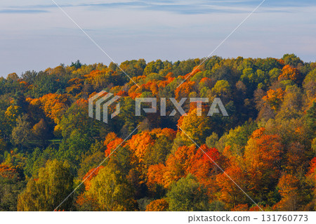 Autumn forest with vibrant red and yellow leaves 131760773